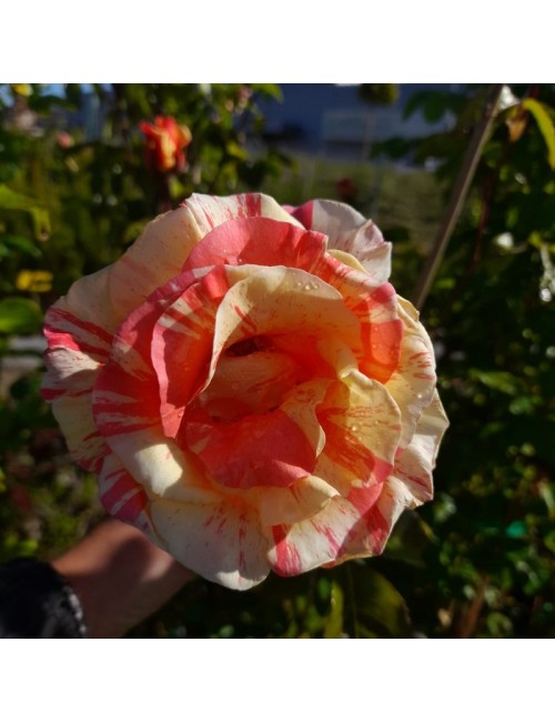 Rosal Sorbet Fruité Trepador