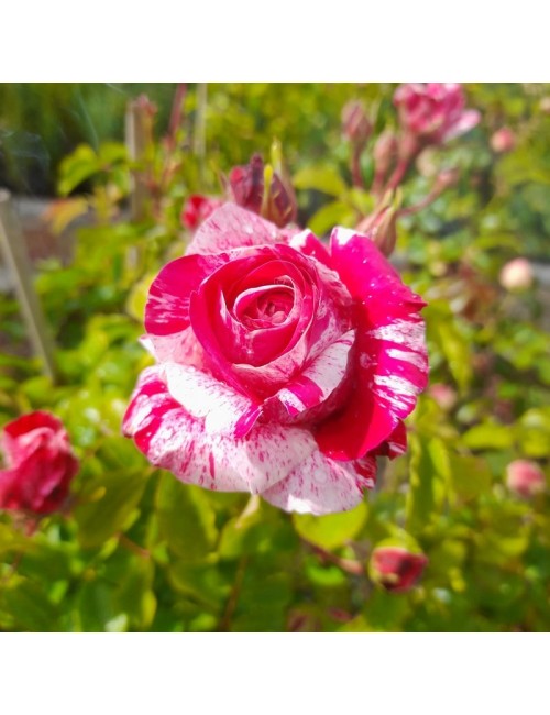 Rosal Inés Sastre Trepador