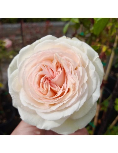 Rosal Pierre de Ronsard...