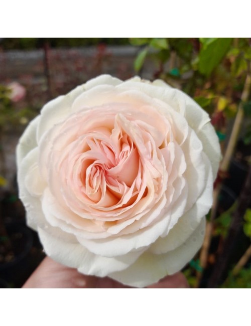 Rosal Pierre de Ronsard Trepador