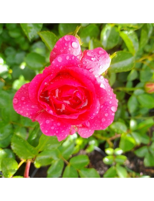 Rosal Pink Knock Out Paisajístico