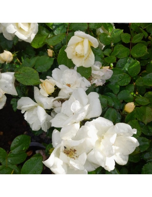 Rosal Pearl La Sevillana Paisajístico