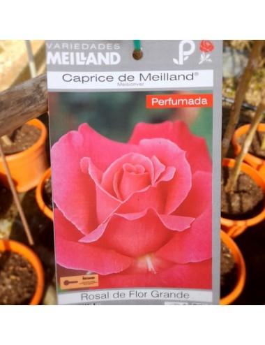 Rosal Caprice de Meilland...