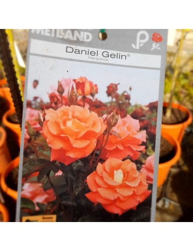 Rosal Daniel Gelin Arbustivo