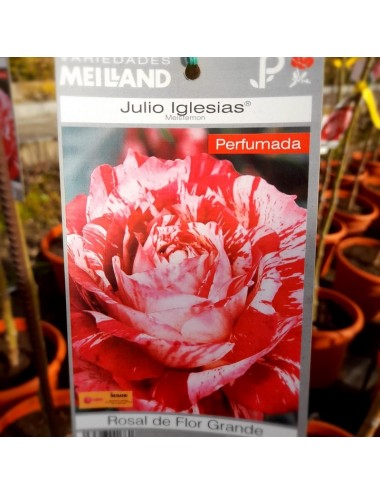 Rosal Julio Iglesias Arbustivo