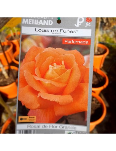 Rosal Louis de Funes Arbustivo