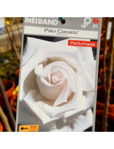 Rosal Pau Casals Arbustivo