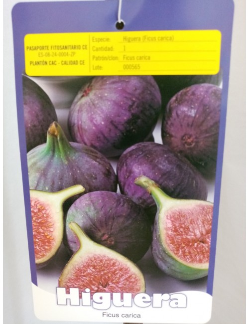 Higuera Napolitana Negra
