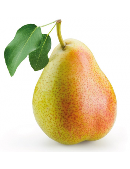 Peral Urraca de Galicia 2 años