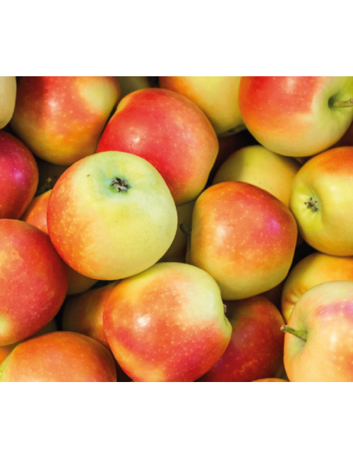 Manzano Príncipe 2 años a Raíz