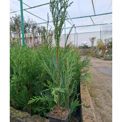 Leylandii 40/50 cm