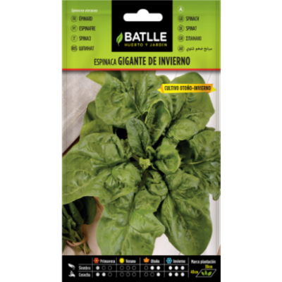 Semillas de Espinaca Gigante