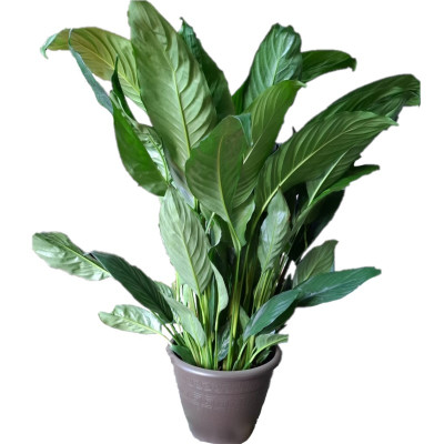 Spathiphyllum