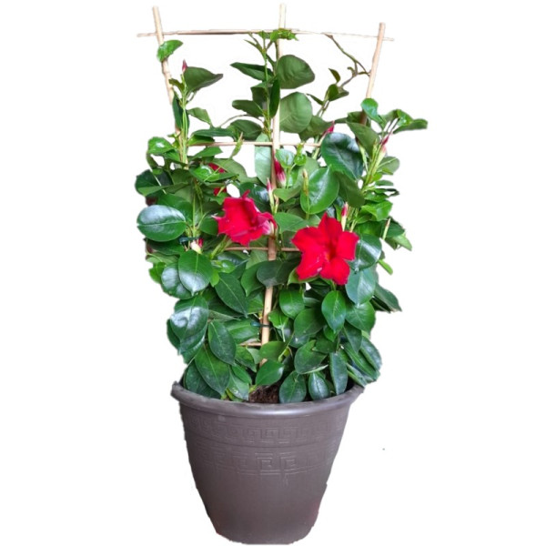 Dipladenia Espaldera Rosa