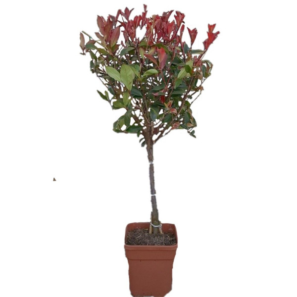 Photinia Petit Red Robin de Copa