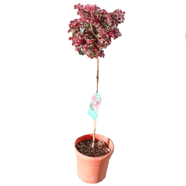 Loropetalum Fede Copa