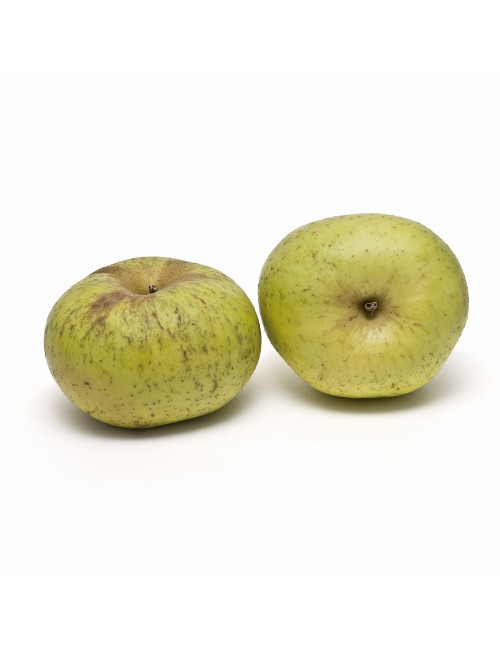 Reineta Blanca