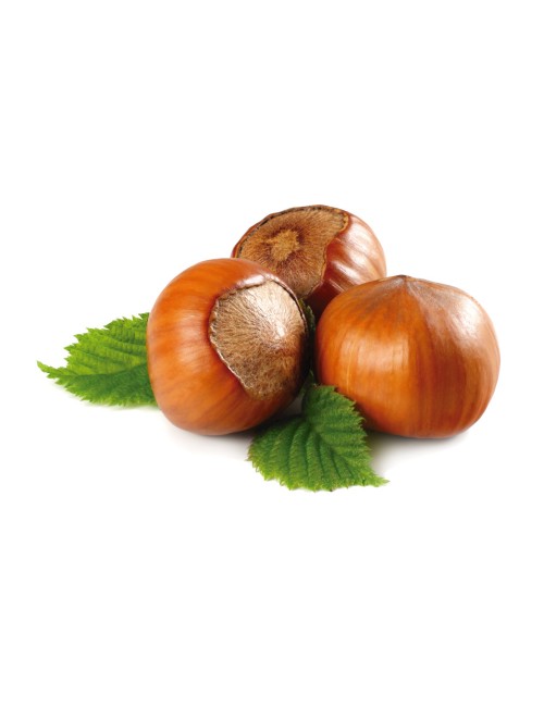 Avellano Negreta de Reus