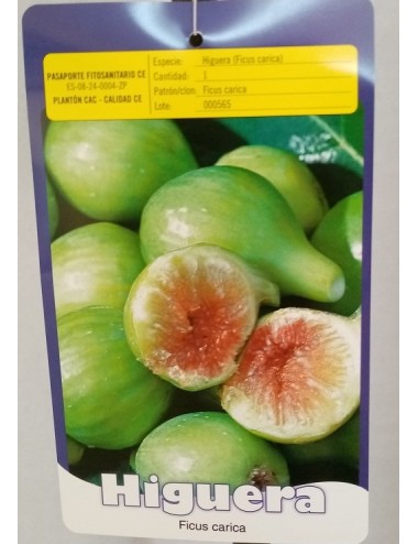 Higuera Cuello de Dama