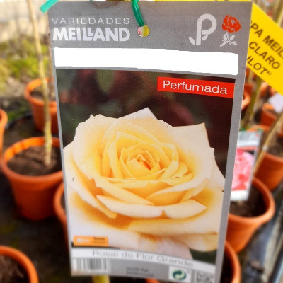 Rosal Michelangelo Arbustivo