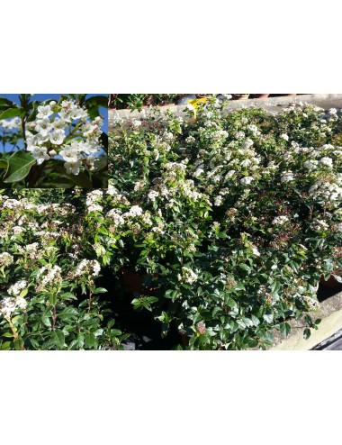 Durillo, Viburnum Tinus