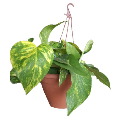 Pothos Variegata
