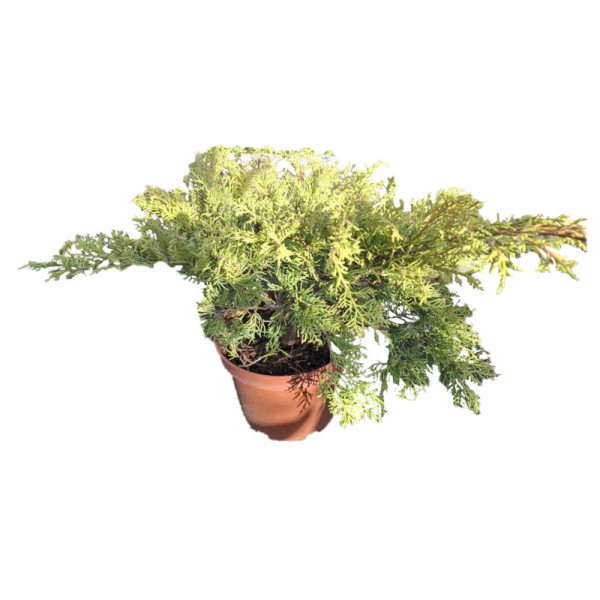 Juniperus Horizontalis