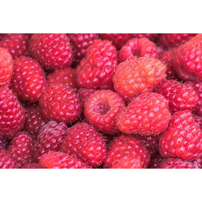 Frambuesa Roja Clarita