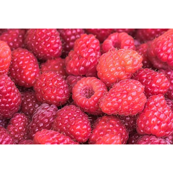 Frambuesa Roja