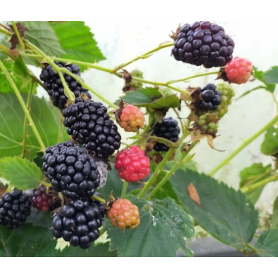 Zarzamora Remontante