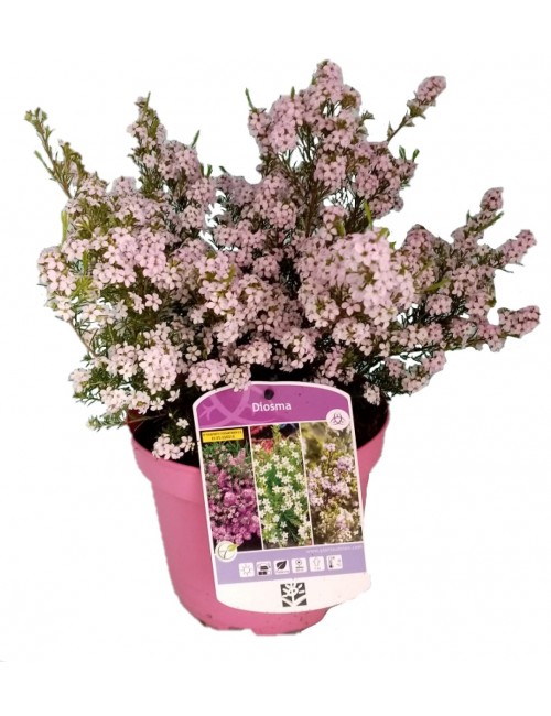 Diosma Sunset Gold
