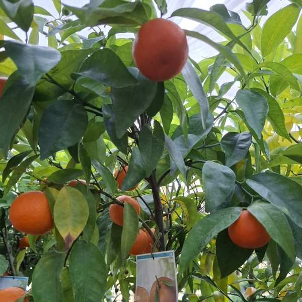 Mandarino Clementina