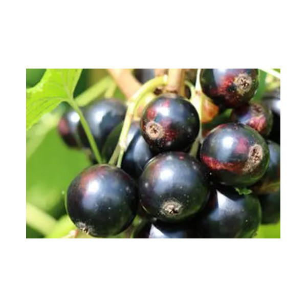 Grosella Negra Dulce