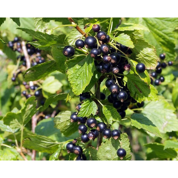 Grosella Negra Titania