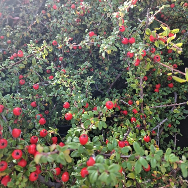 Cotoneaster Coral Beauty
