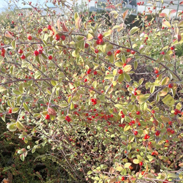 Cotoneaster Franchetii