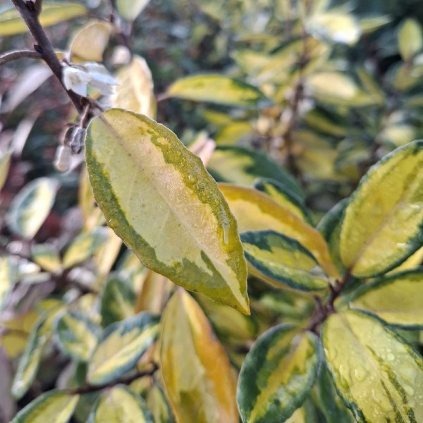 Elaeagnus Ebbingei Limelight