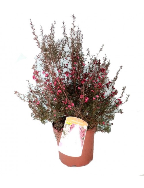 Leptospermum Rojo
