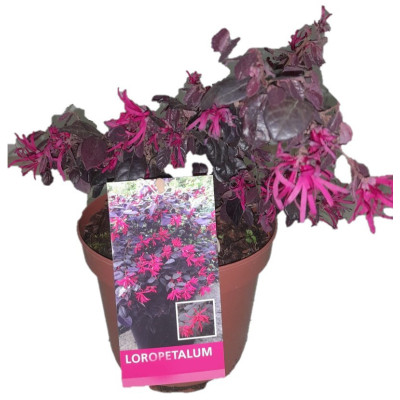 Loropetalum Rose in black