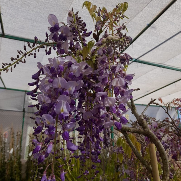 Glicinia / Wisteria Sinensis