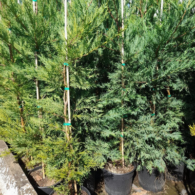 Leylandii 70/80 cm