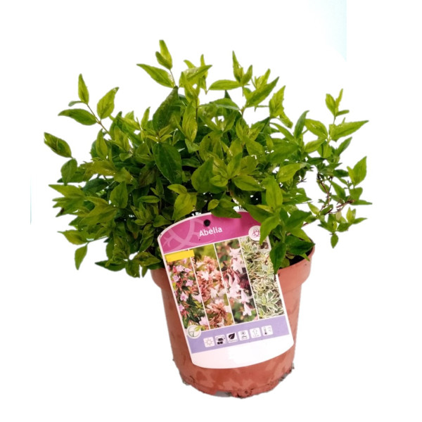 Abelia G. Kaleidoscope