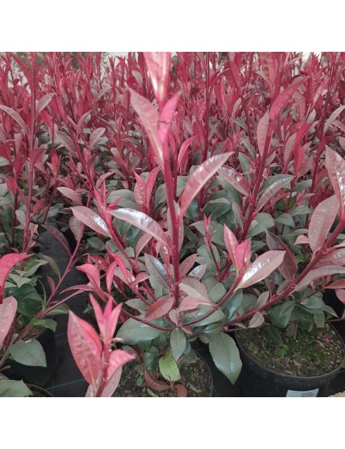 Photinia Carre Rouge 2,5 L.