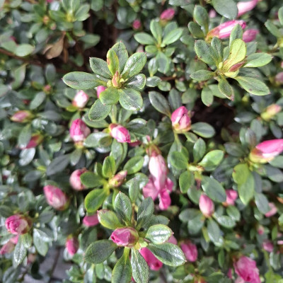 Azalea Japónica 5 Litros