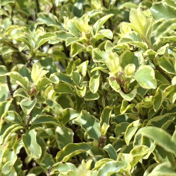 Pittosporum Variegata