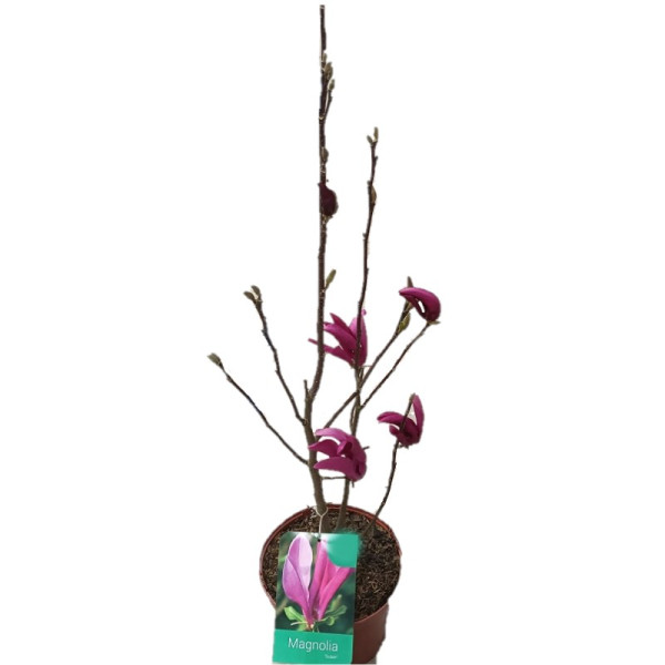 Magnolia Soulangeana