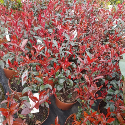 Photinia Carre Rouge 5 Litros