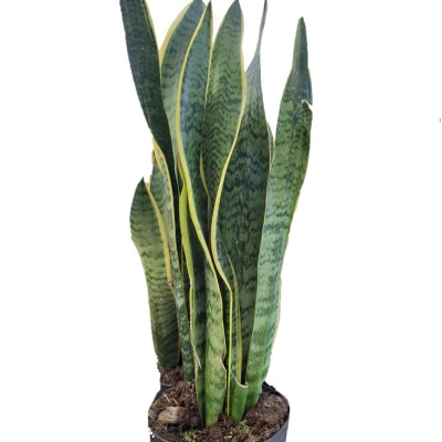 Sansevieria Laurentii