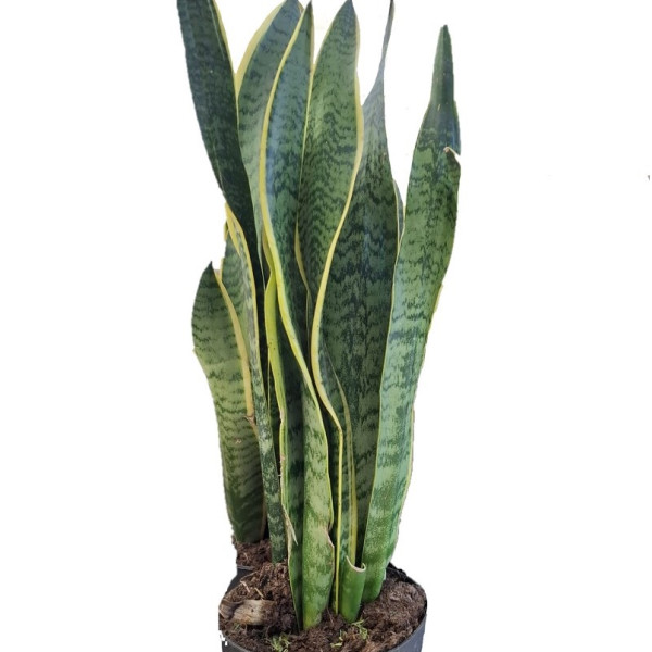 Sansevieria Laurentii