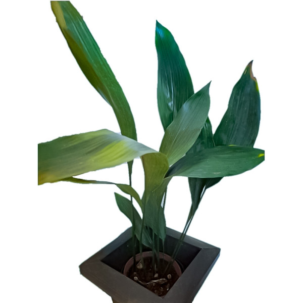 Aspidistra